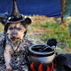 Image for article titled Five Geeky Halloween Costumes Your Pet Can Rock Year-Round